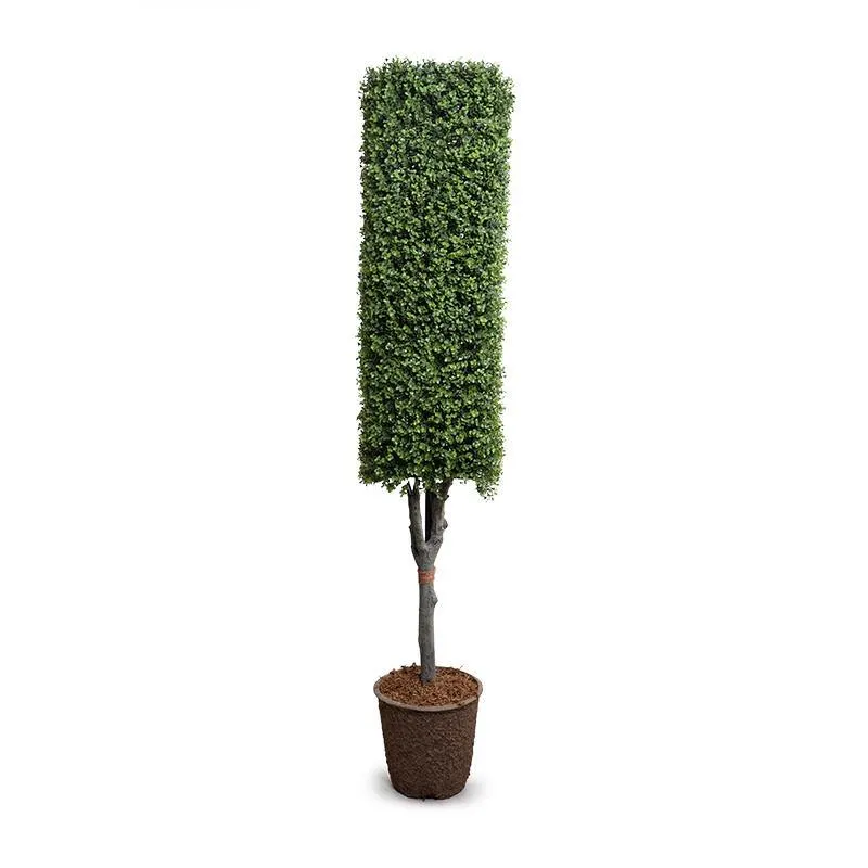 Boxwood Column Topiary 76"H