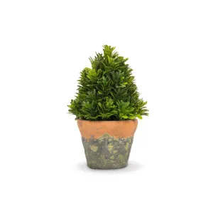 Cone Shaped Greenery in Natural Pot