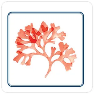 Coral Coaster Set