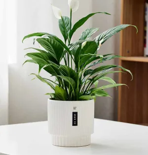 Modern White Ribbed Ceramic Planter