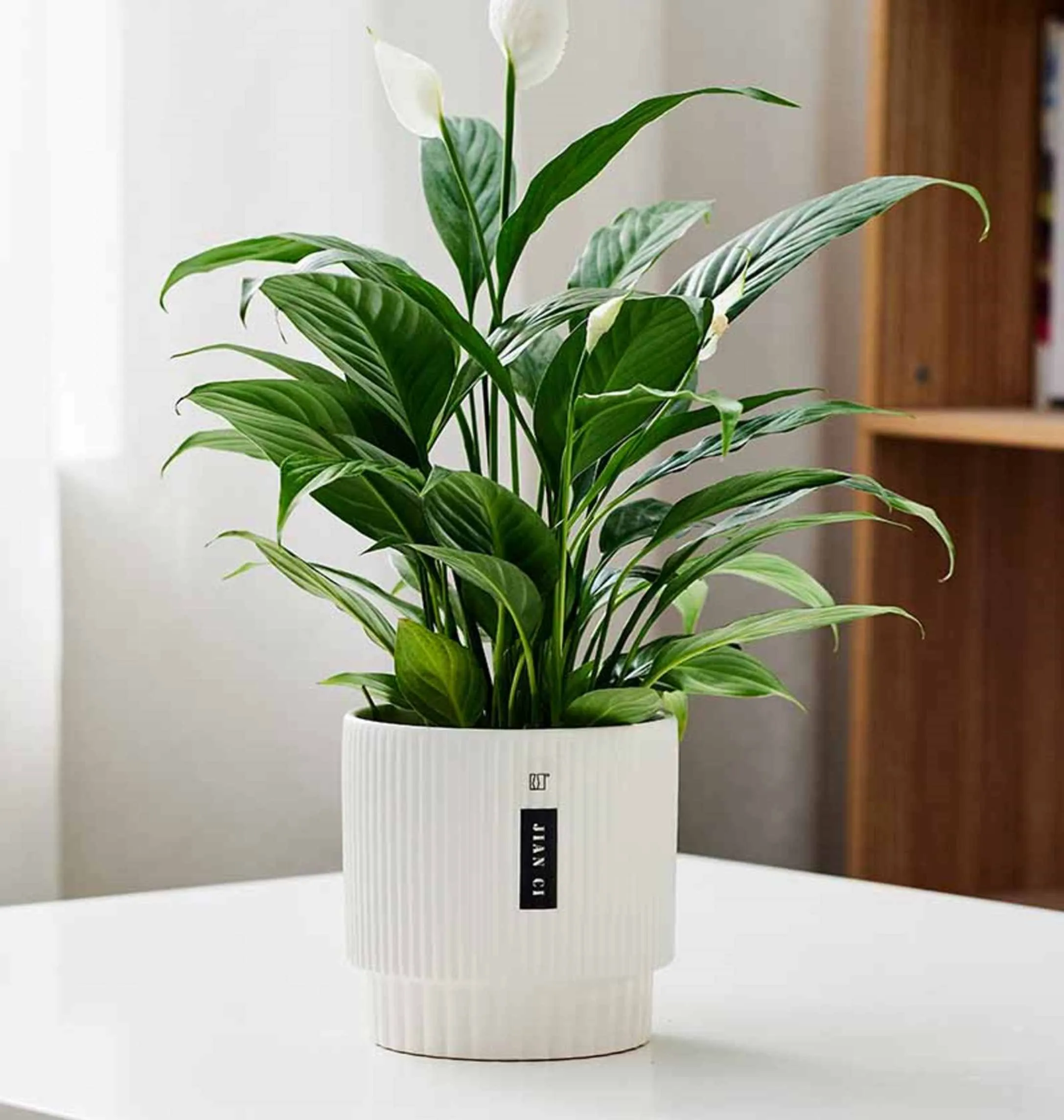 Modern White Ribbed Ceramic Planter