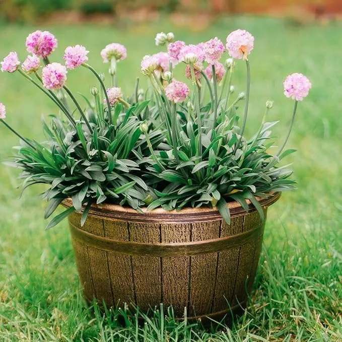 SG Traders™ Round Plastic Barrel Tub Planters