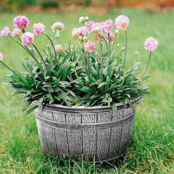 SG Traders™ Round Plastic Barrel Tub Planters