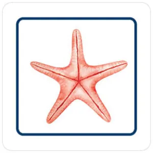 Starfish Coaster Set